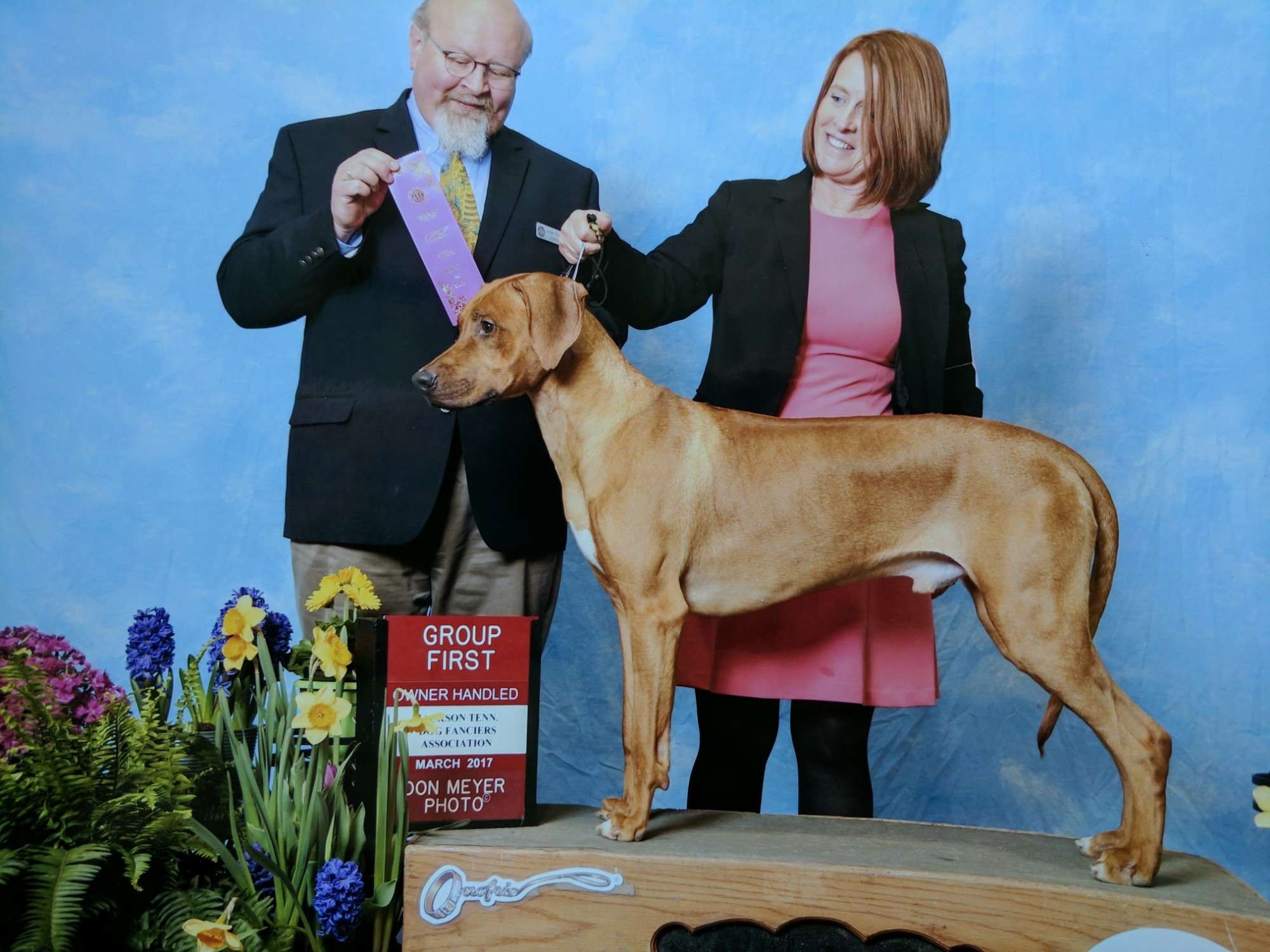 Tampo Rhodesian Ridgebacks