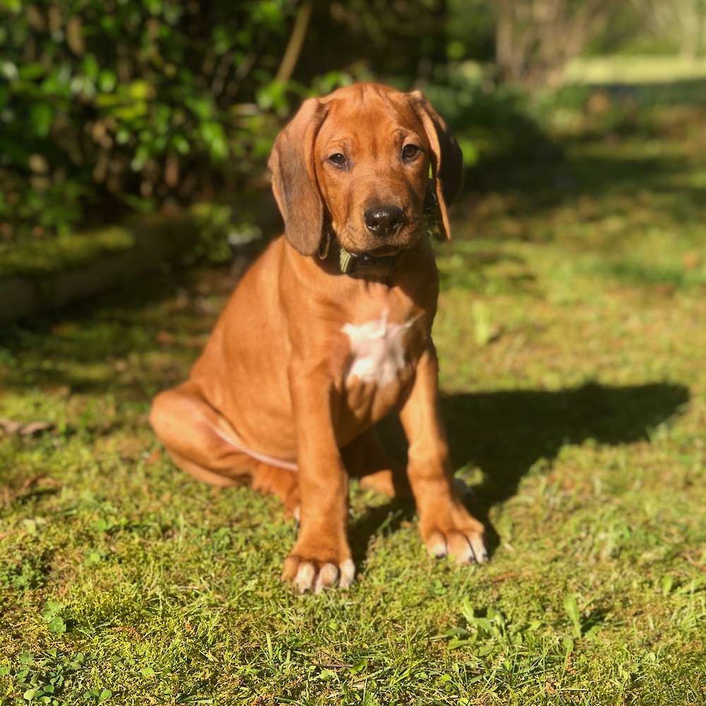 Jefe - Layla Archer litter