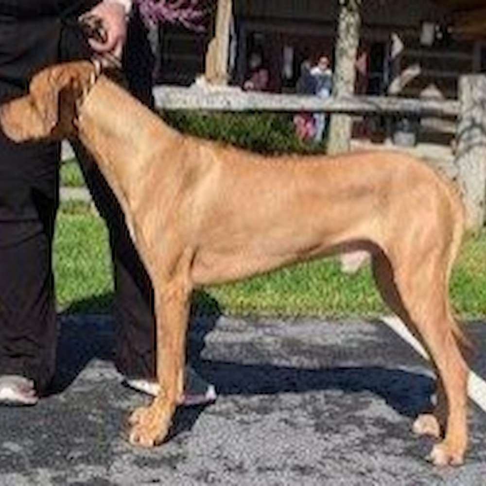 Kannon -  Layla Walker litter