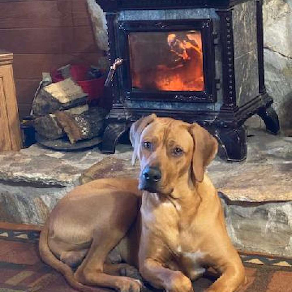 Jake - Layla Walker litter