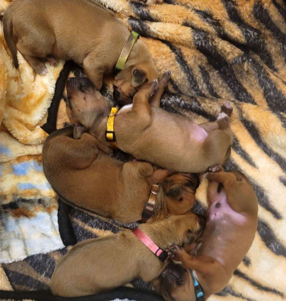 We have puppies!
